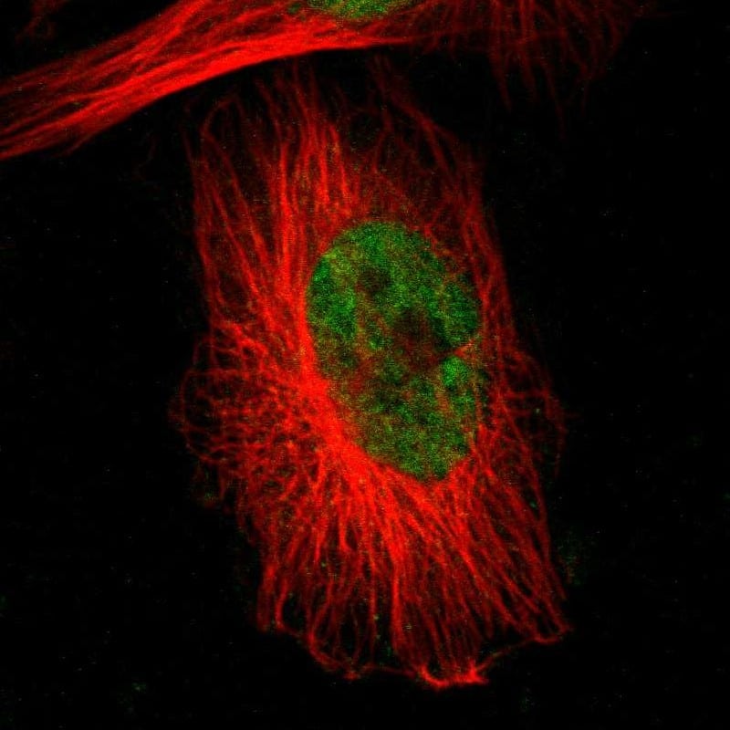 RBM22 Antibody - BSA Free Immunocytochemistry/ Immunofluorescence: RBM22 Antibody [NBP1-85379]