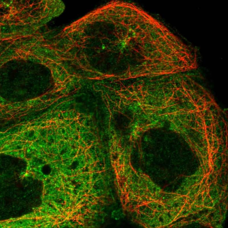 SPAG9 Antibody - BSA Free Immunocytochemistry/ Immunofluorescence: SPAG9 Antibody [NBP1-85393]