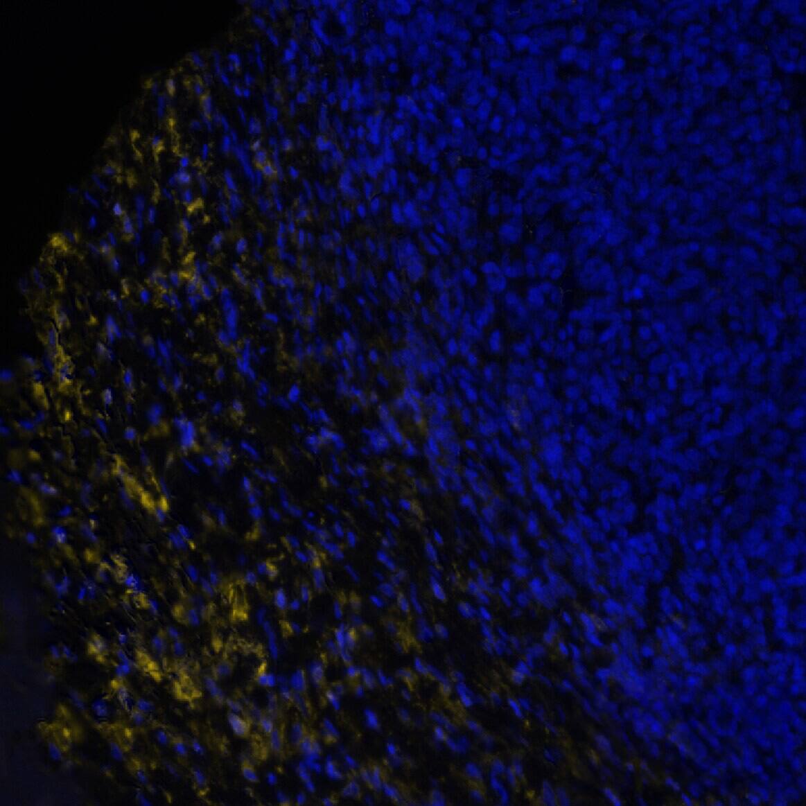 Versican Antibody - BSA Free
