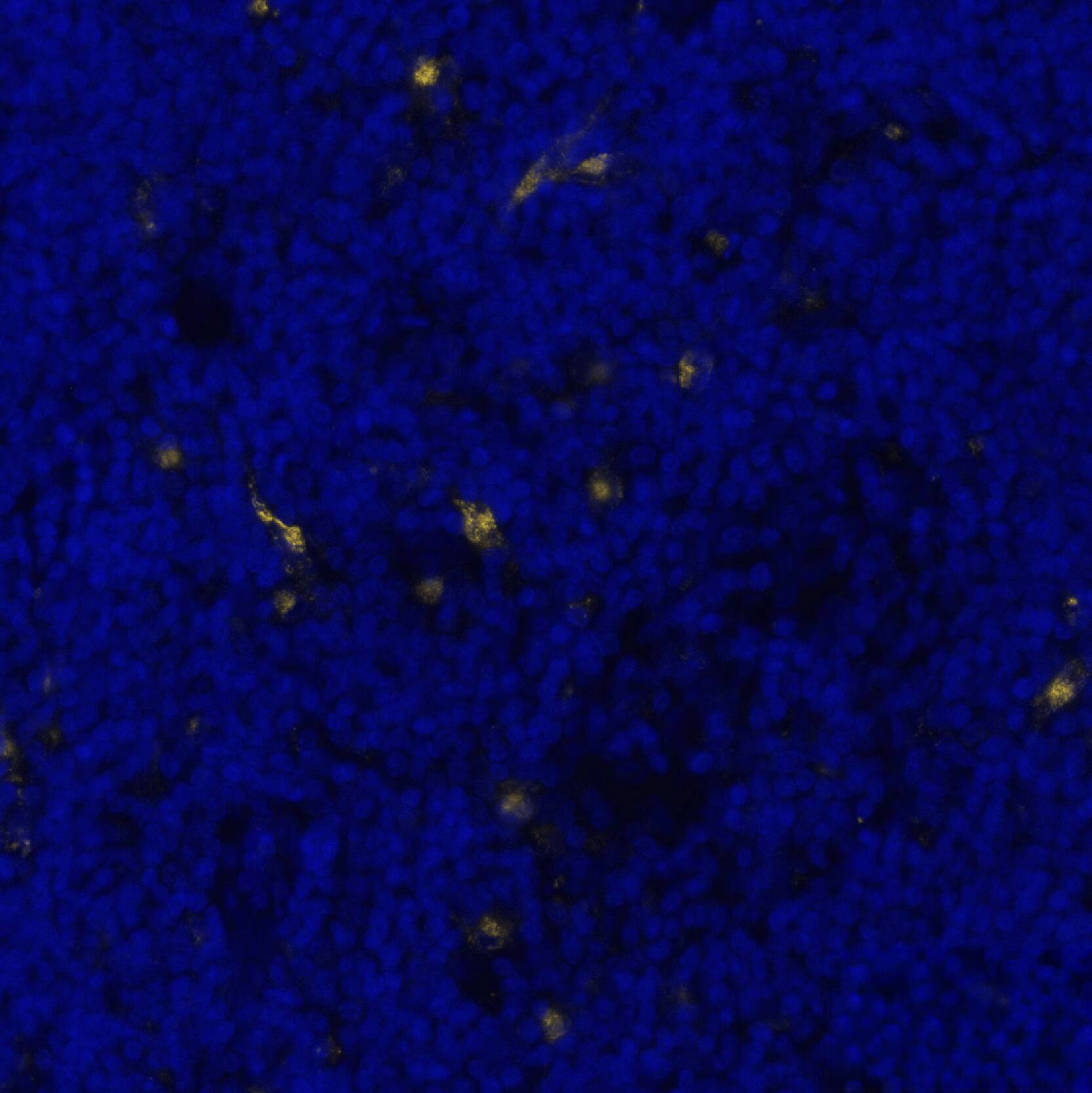 Versican Antibody - BSA Free