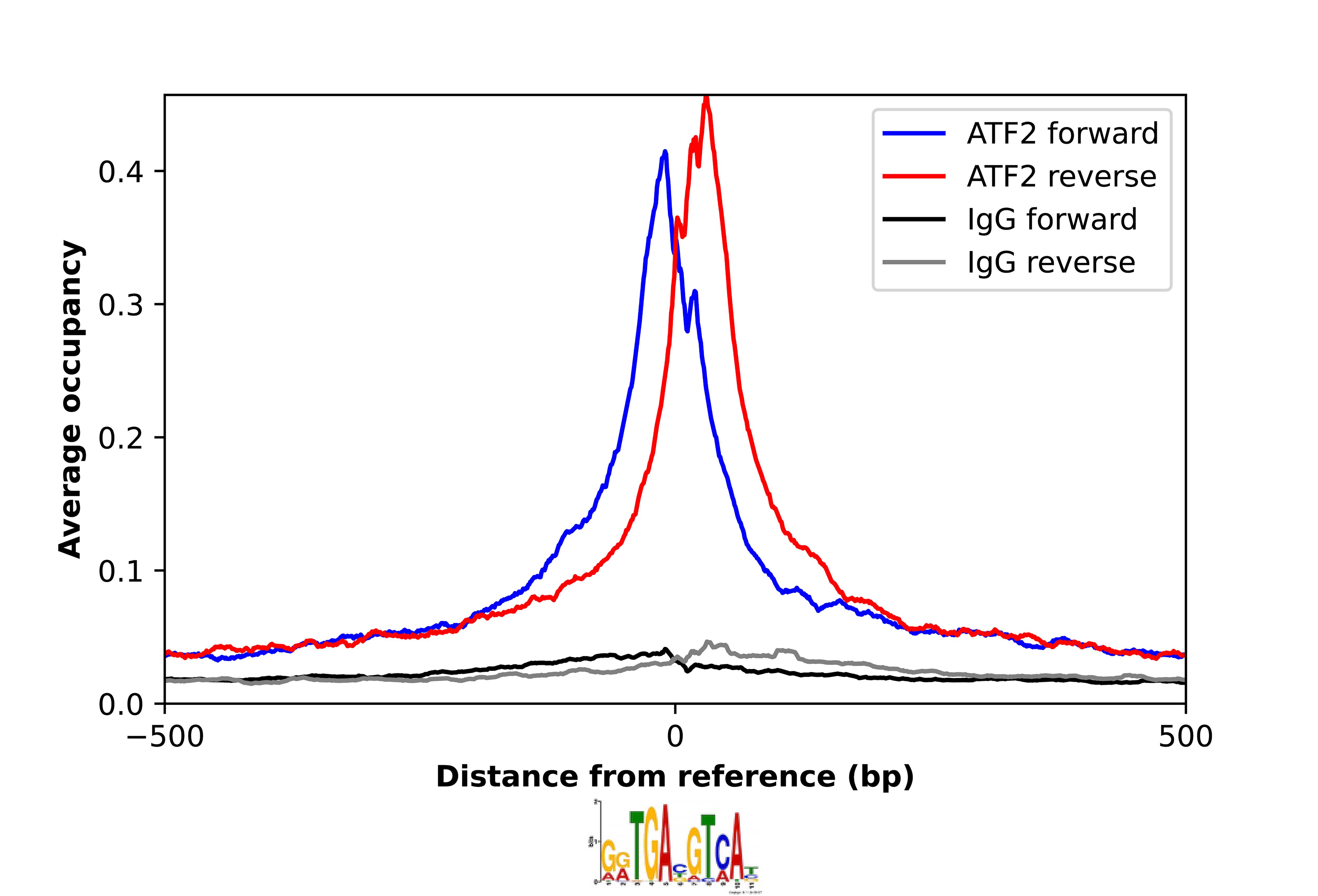 ATF2 Antibody - BSA Free Chromatin Immunoprecipitation-exo-Seq: ATF2 Antibody - BSA Free [NBP1-85457]