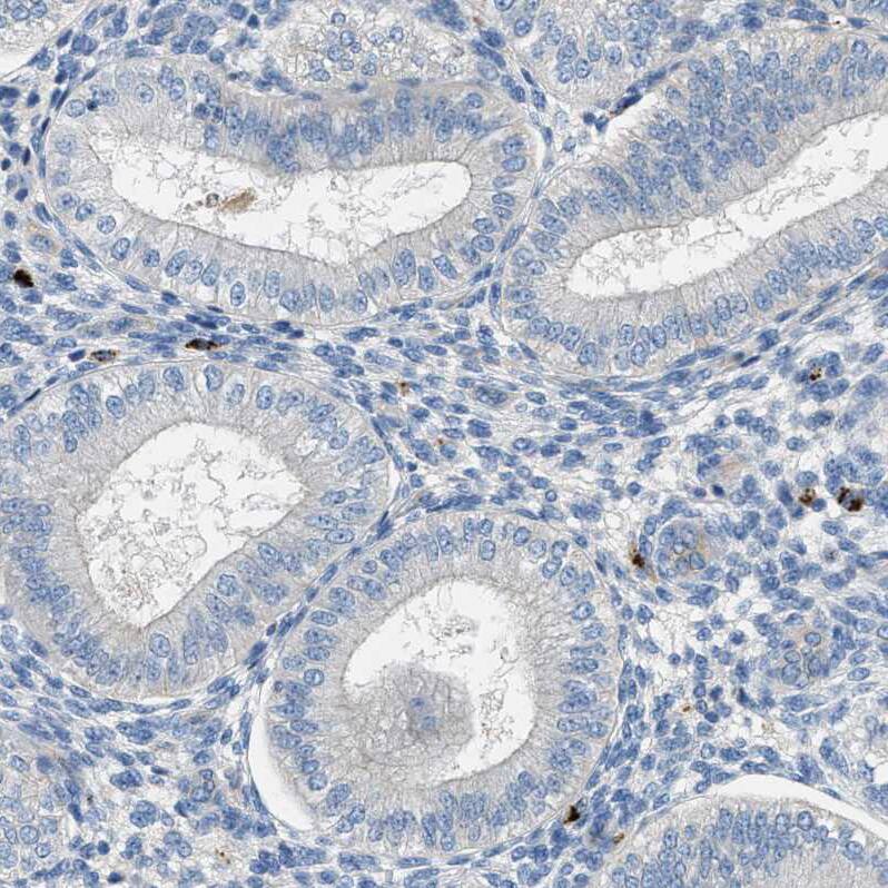 Orai1 Antibody - BSA Free Immunohistochemistry-Paraffin: Orai1 Antibody [NBP1-85463]