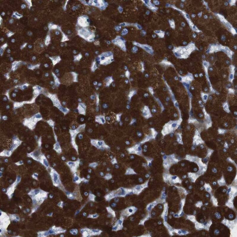Cytochrome P450 2C9 Antibody - BSA Free Immunohistochemistry-Paraffin: Cytochrome P450 2C9 Antibody [NBP1-85488]