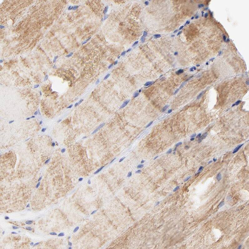 COX4 Antibody - BSA Free Immunohistochemistry-Paraffin: COX4 Antibody [NBP1-85498]