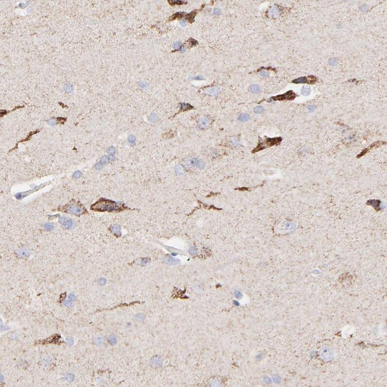 COX4 Antibody - BSA Free Immunohistochemistry-Paraffin: COX4 Antibody [NBP1-85498]