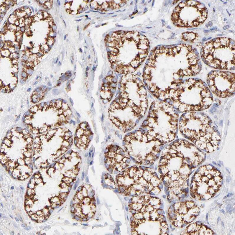 COX4 Antibody - BSA Free Immunohistochemistry-Paraffin: COX4 Antibody [NBP1-85498]