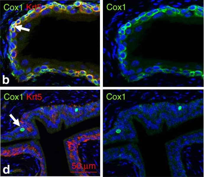 COX-1 Antibody - BSA Free