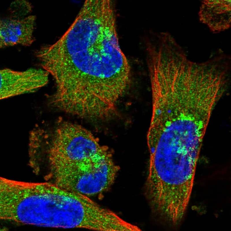 Coatomer Subunit Delta Antibody - BSA Free Immunocytochemistry/ Immunofluorescence: Coatomer Subunit Delta Antibody [NBP1-85515]