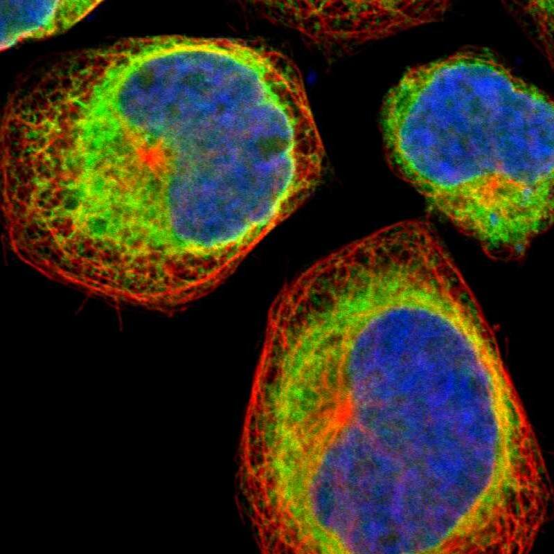 Calnexin Antibody - BSA Free Immunocytochemistry/ Immunofluorescence: Calnexin Antibody [NBP1-85519]