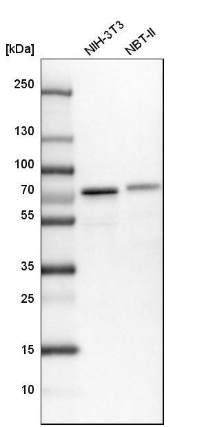 Clathrin interactor 1 Antibody - BSA Free Western Blot: Clathrin interactor 1 Antibody - BSA Free [NBP1-85570]