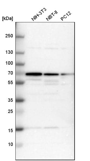 CKAP4/p63 Antibody - BSA Free Western Blot: CKAP4/p63 Antibody - BSA Free [NBP1-85571]