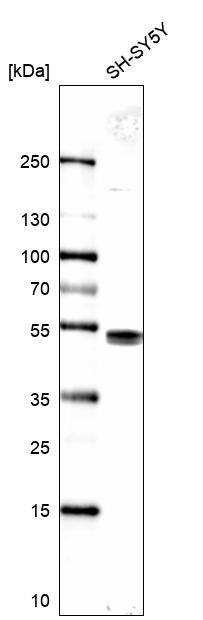 LDB1 Antibody - BSA Free Western Blot: LDB1 Antibody - BSA Free [NBP1-85573]