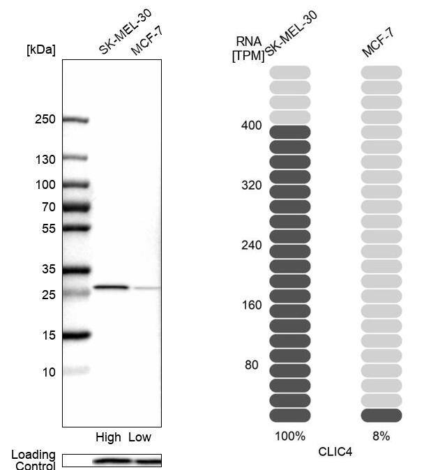 CLIC4 Antibody - BSA Free Western Blot: CLIC4 Antibody - BSA Free [NBP1-85574]