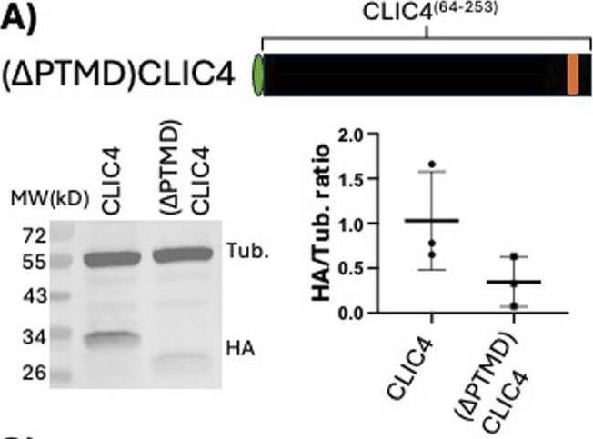 CLIC4 Antibody - BSA Free