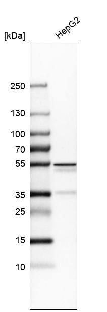 Asialoglycoprotein Receptor 2 Antibody - BSA Free Western Blot: Asialoglycoprotein Receptor 2 Antibody - BSA Free [NBP1-85578]
