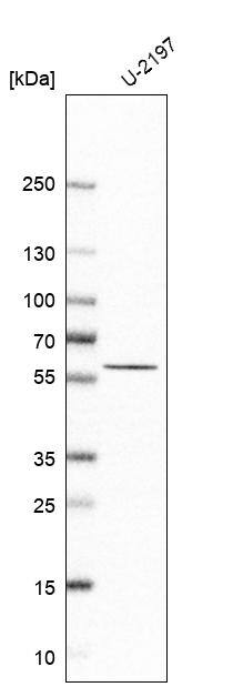 ASGPR1 Antibody - BSA Free Western Blot: ASGPR1 Antibody - BSA Free [NBP1-85580]