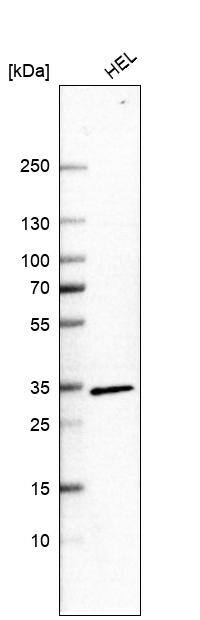 CCRL2/CRAM-A/B Antibody - BSA Free Western Blot: CCRL2/CRAM-A/B Antibody - BSA Free [NBP1-85588]
