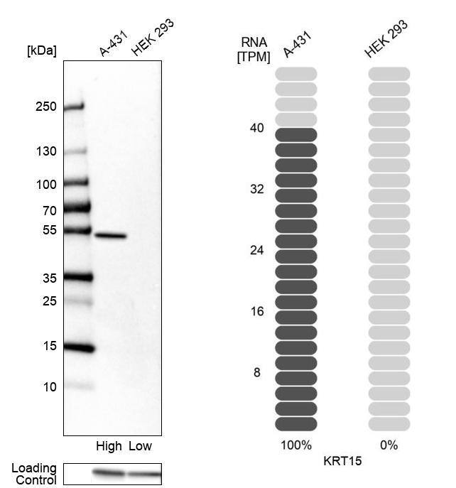 Cytokeratin 15 Antibody - BSA Free Western Blot: Cytokeratin 15 Antibody - BSA Free [NBP1-85603]