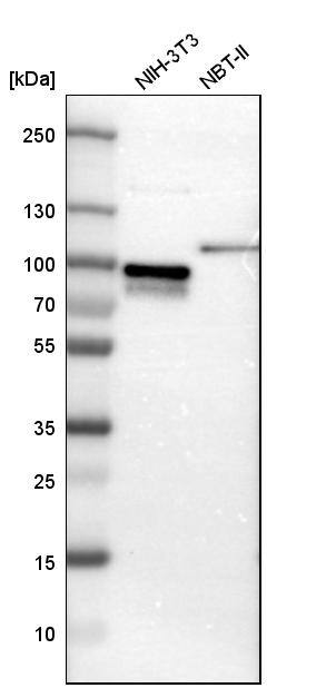 CIN85/SH3KBP1 Antibody - BSA Free Western Blot: CIN85/SH3KBP1 Antibody - BSA Free [NBP1-85614]