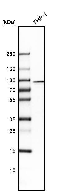 CIN85/SH3KBP1 Antibody - BSA Free Western Blot: CIN85/SH3KBP1 Antibody - BSA Free [NBP1-85614]