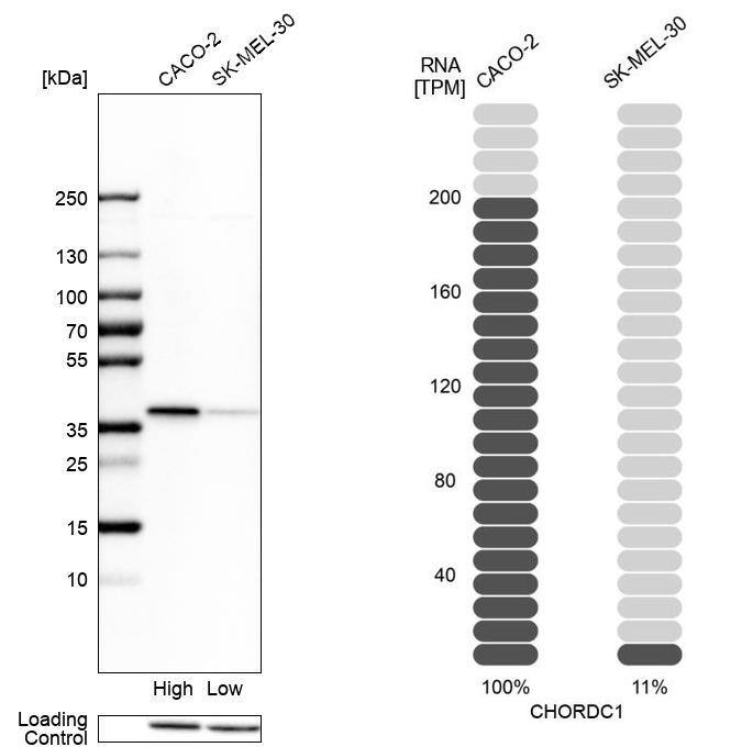 CHORDC1 Antibody - BSA Free Western Blot: CHORDC1 Antibody - BSA Free [NBP1-85629]
