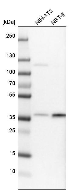 CHORDC1 Antibody - BSA Free Western Blot: CHORDC1 Antibody - BSA Free [NBP1-85629]