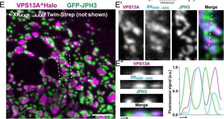 Chorein Antibody - BSA Free