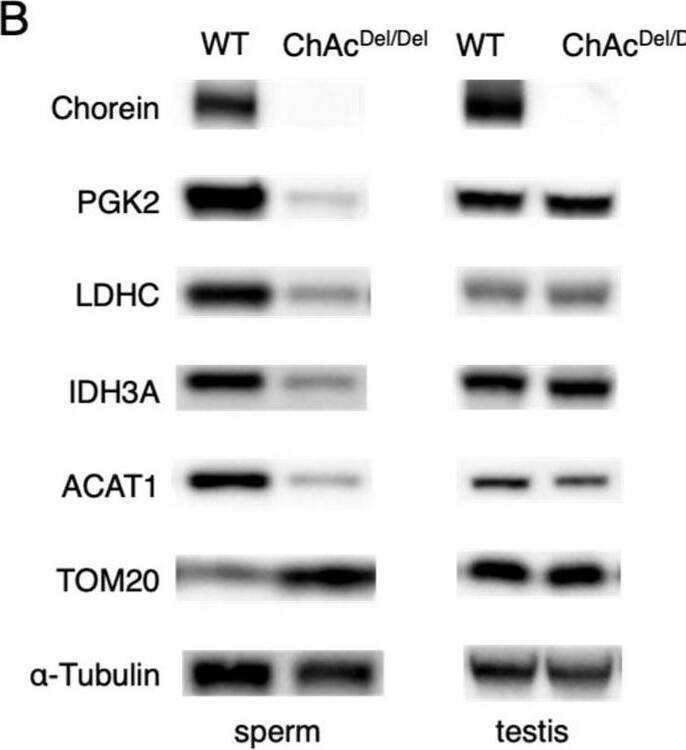 Chorein Antibody - BSA Free