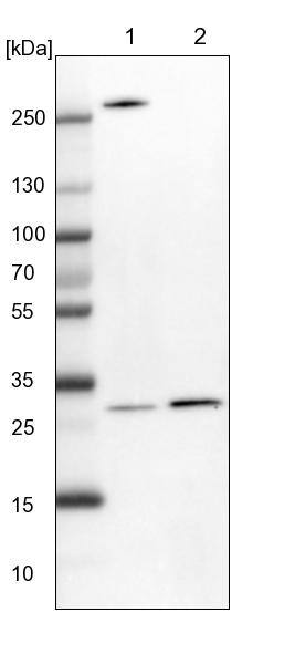 Ribosome maturation protein SBDS Antibody - BSA Free Western Blot: Ribosome maturation protein SBDS Antibody - BSA Free [NBP1-85646]
