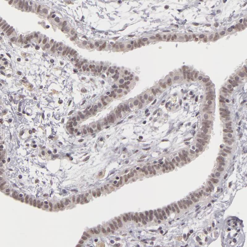 RRP7A Antibody - BSA Free Immunohistochemistry-Paraffin: RRP7A Antibody - BSA Free [NBP1-85647]