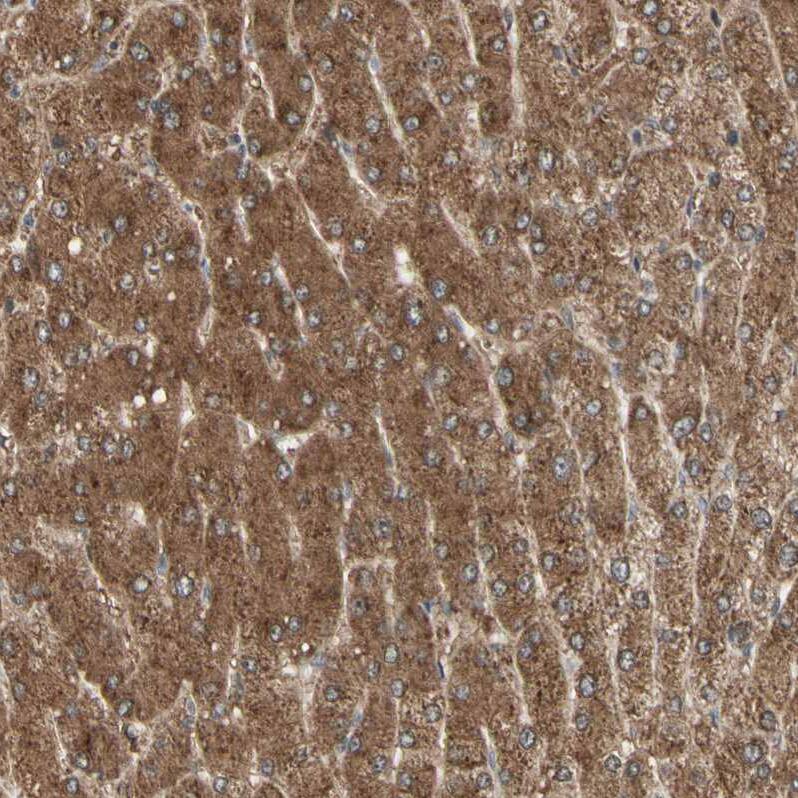 DHRS7B Antibody - BSA Free Immunohistochemistry-Paraffin: DHRS7B Antibody - BSA Free [NBP1-85649]