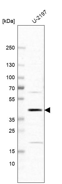 RNA binding motif protein, X-linked 2 Antibody - BSA Free Western Blot: RNA binding motif protein, X-linked 2 Antibody - BSA Free [NBP1-85650]
