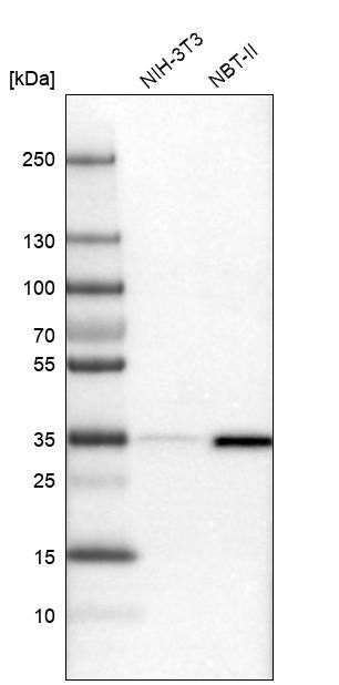 OTUD6B Antibody - BSA Free Western Blot: OTUD6B Antibody - BSA Free [NBP1-85652]