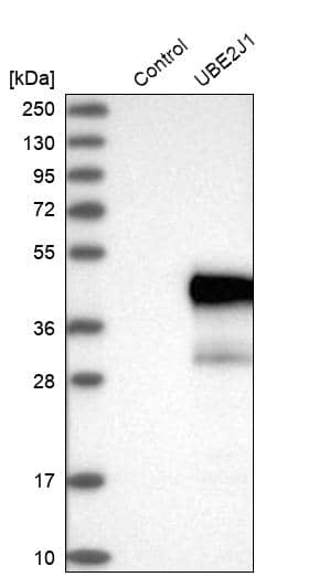 UBE2J1 Antibody - BSA Free Western Blot: UBE2J1 Antibody - BSA Free [NBP1-85654]