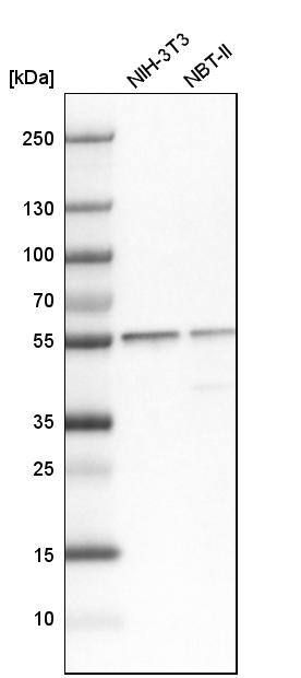 SERBP1 Antibody - BSA Free Western Blot: SERBP1 Antibody - BSA Free [NBP1-85660]