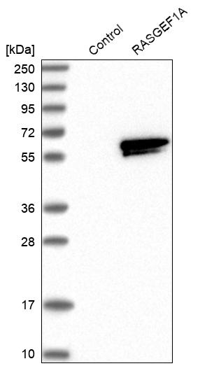 RASGEF1A Antibody - BSA Free Western Blot: RASGEF1A Antibody - BSA Free [NBP1-85670]