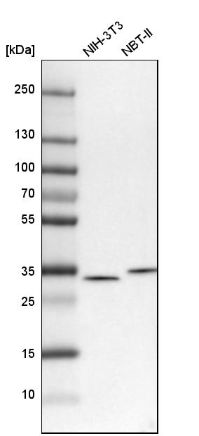 CKAP1 Antibody - BSA Free Western Blot: CKAP1 Antibody - BSA Free [NBP1-85672]