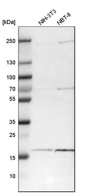 ZNHIT1 Antibody - BSA Free Western Blot: ZNHIT1 Antibody - BSA Free [NBP1-85673]