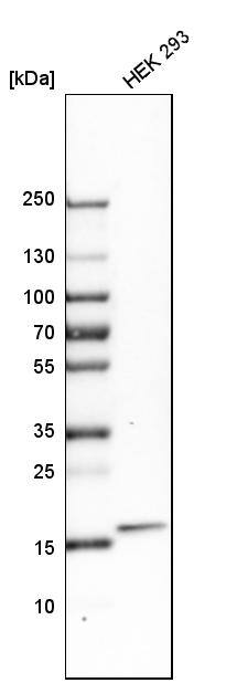 ZNHIT1 Antibody - BSA Free Western Blot: ZNHIT1 Antibody - BSA Free [NBP1-85673]