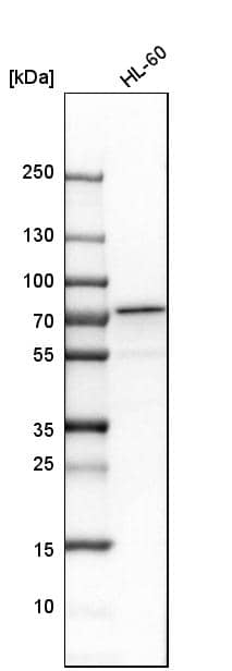 CPSF6 Antibody - BSA Free Western Blot: CPSF6 Antibody - BSA Free [NBP1-85676]