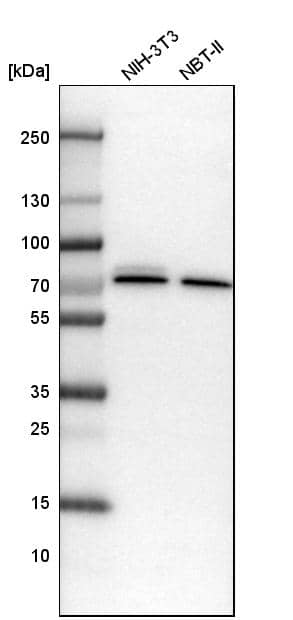CPSF6 Antibody - BSA Free Western Blot: CPSF6 Antibody - BSA Free [NBP1-85676]