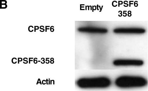 CPSF6 Antibody