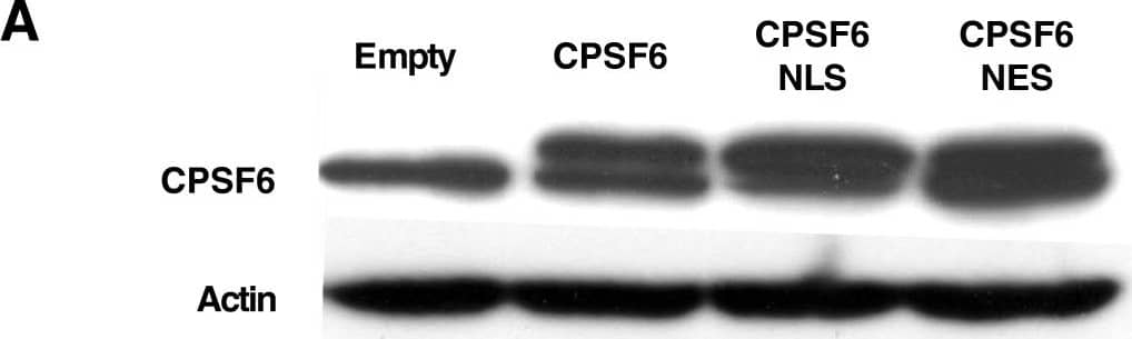 CPSF6 Antibody