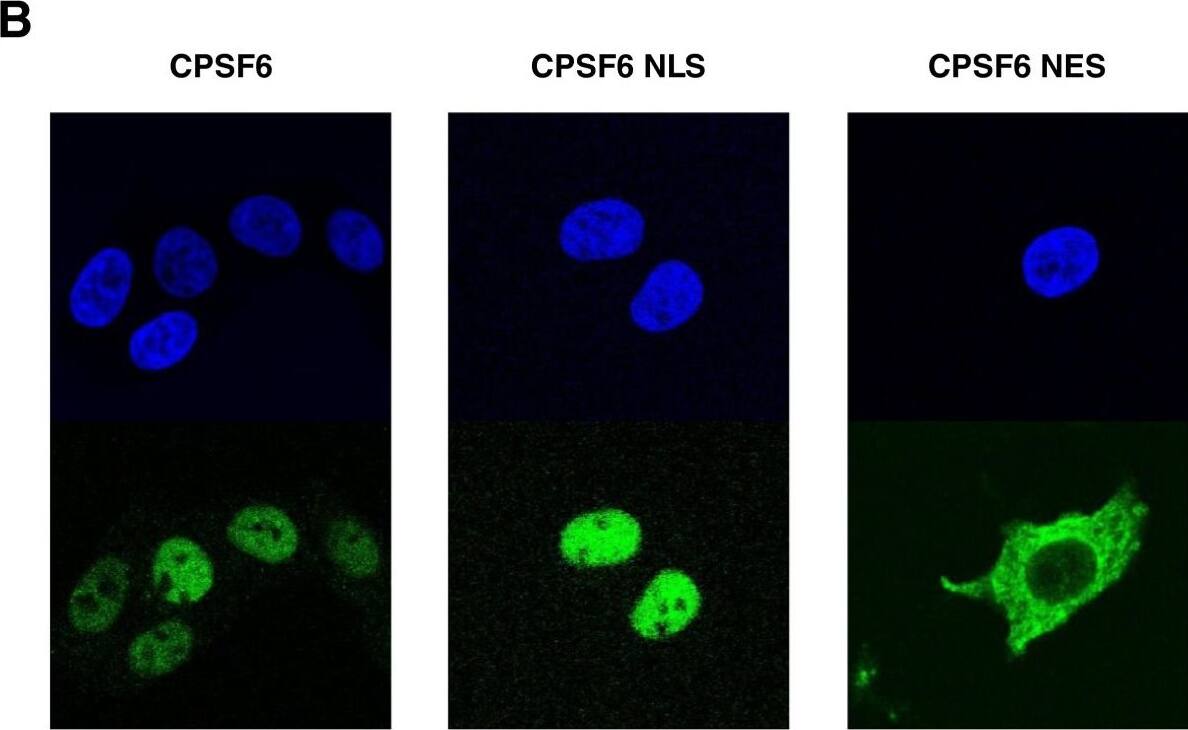 CPSF6 Antibody