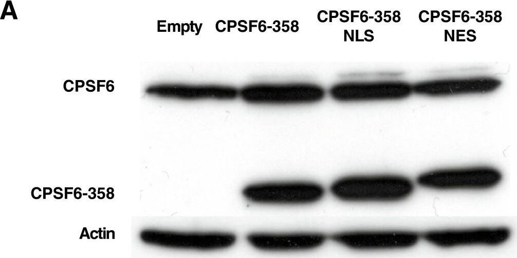 CPSF6 Antibody