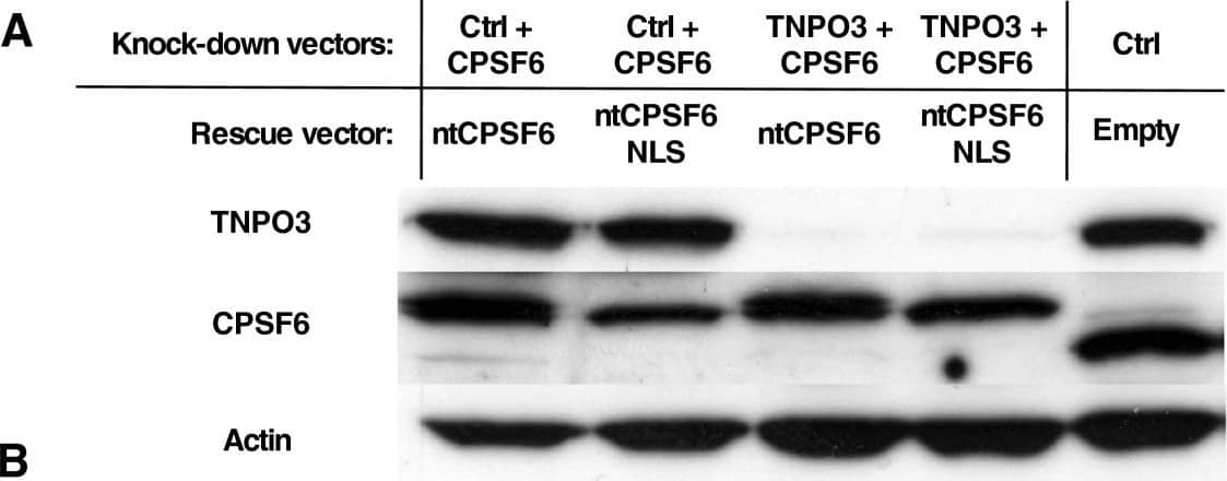 CPSF6 Antibody