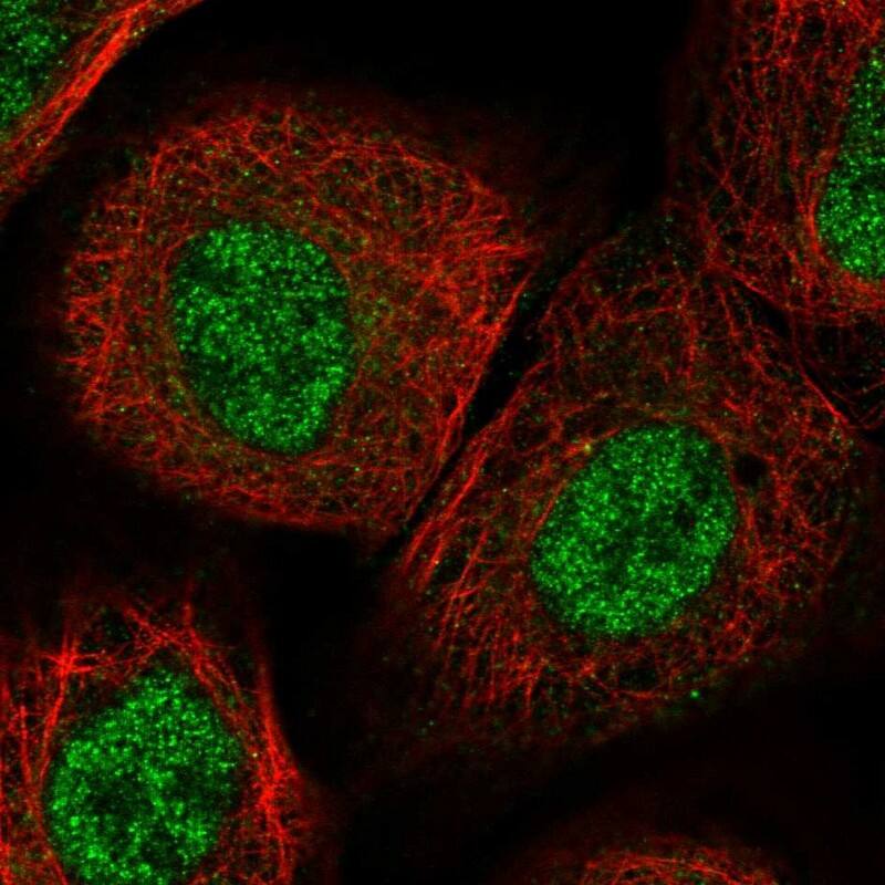 NRIF3 Antibody - BSA Free Immunocytochemistry/ Immunofluorescence: NRIF3 Antibody [NBP1-85687]