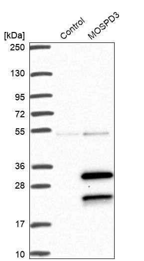 MOSPD3 Antibody - BSA Free Western Blot: MOSPD3 Antibody - BSA Free [NBP1-85698]