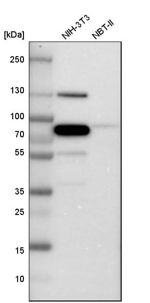 Caldesmon/CALD1 Antibody - BSA Free Western Blot: Caldesmon/CALD1 Antibody - BSA Free [NBP1-85702]