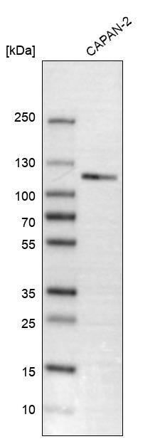 Calsyntenin-1 Antibody - BSA Free Western Blot: Calsyntenin-1 Antibody - BSA Free [NBP1-85706]
